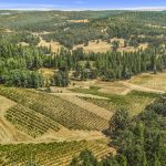 narrow-gate-vineyard-ponderosa-pines