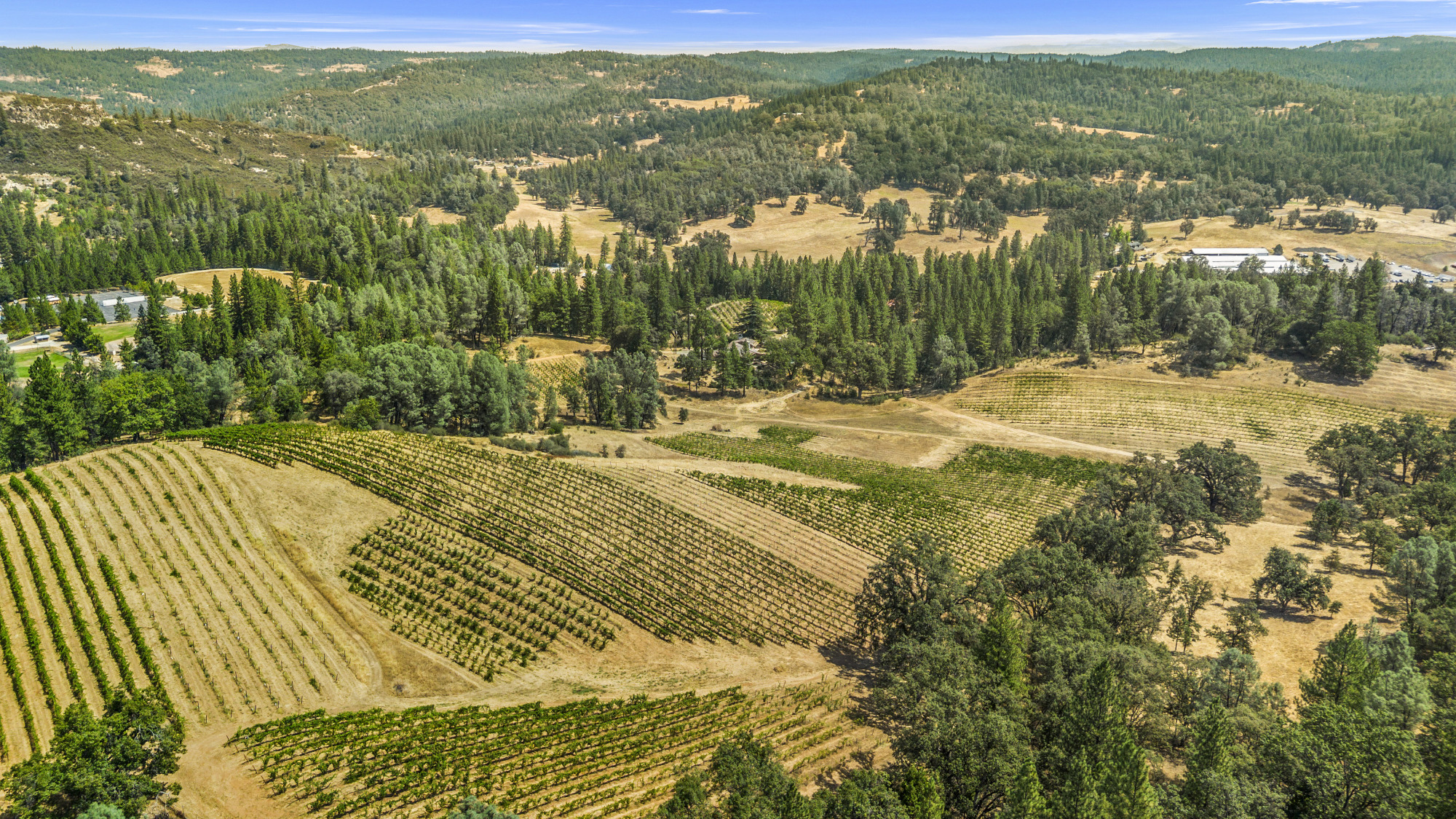 narrow-gate-vineyard-ponderosa-pines